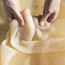 Kombucha Archive Georgina Norris 